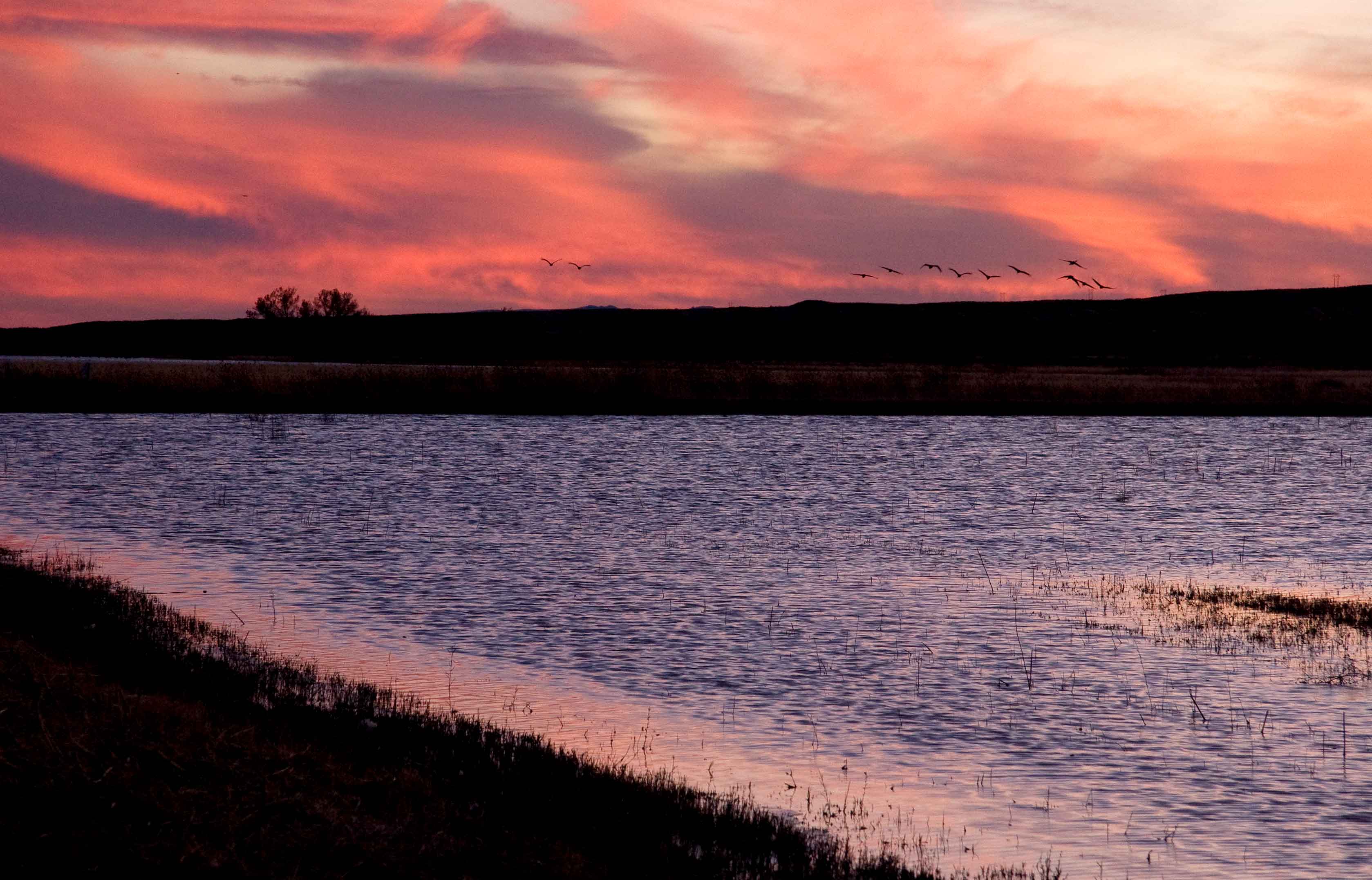 Bosque del Apache, New Mexico